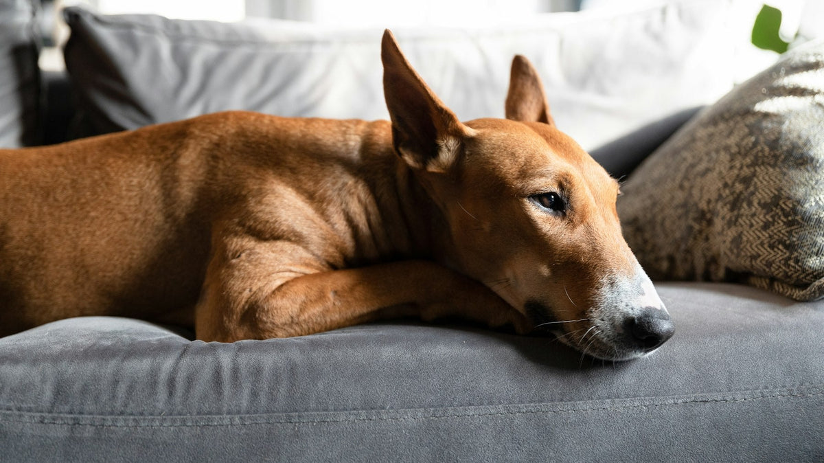 An adult brown bull terrier resting its head on a grey sofa cushion.