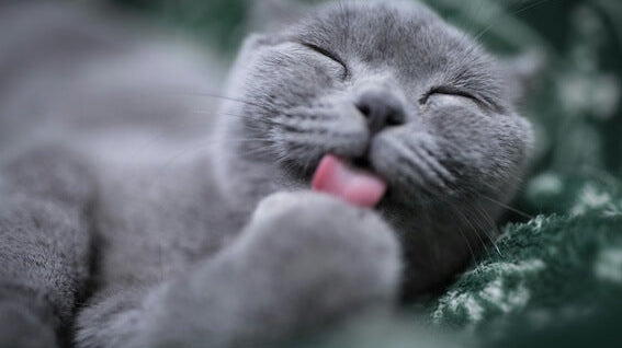 Supporting Your Feline Friend: Cat Hairball Relief