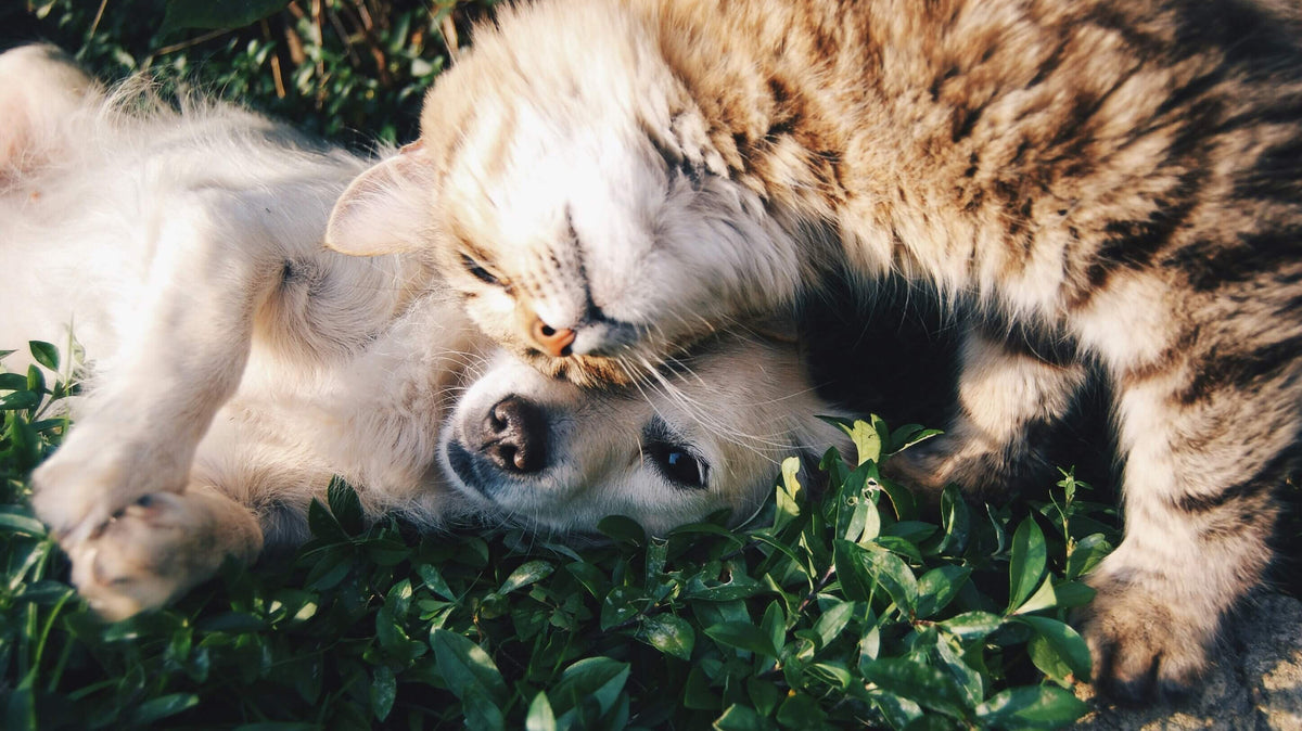 Managing pet anxiety: How L-theanine can help