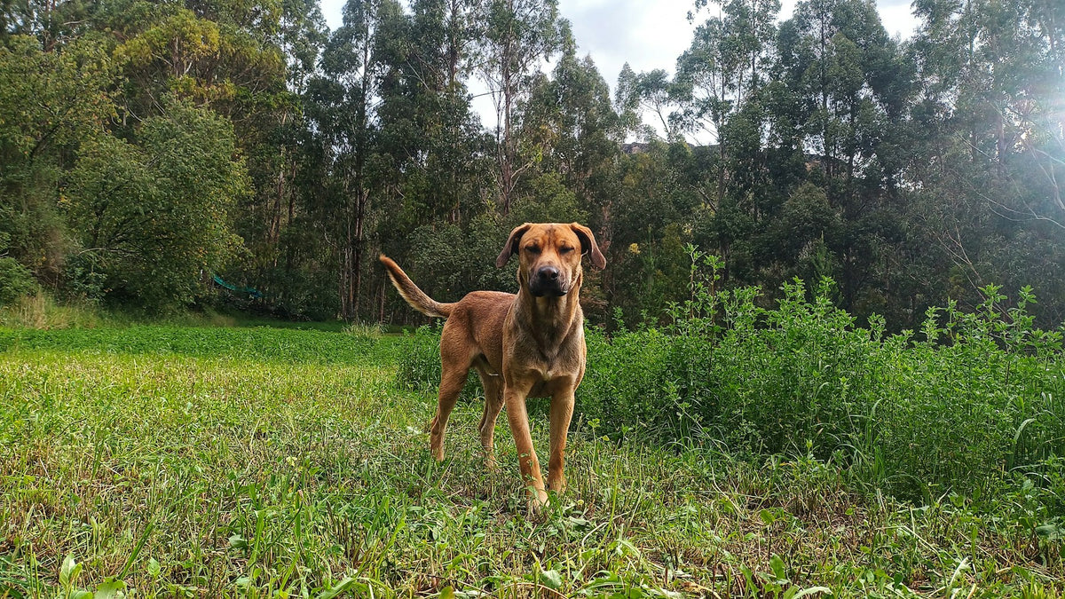 An adult tan dog standing in a grassy clearing at the edge of woodland.