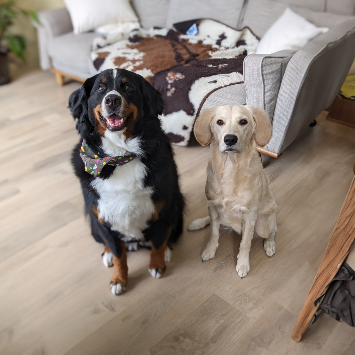 If you are a pet person you will know exactly what makes us tick...