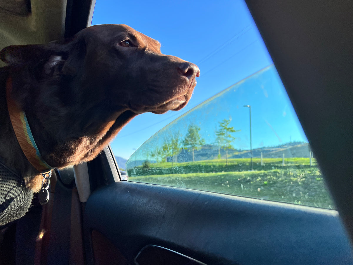 our pets are the embodiment of living in the moment...